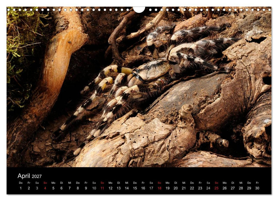 Vogelspinnen - Tarantulas (CALVENDO Wandkalender 2027)