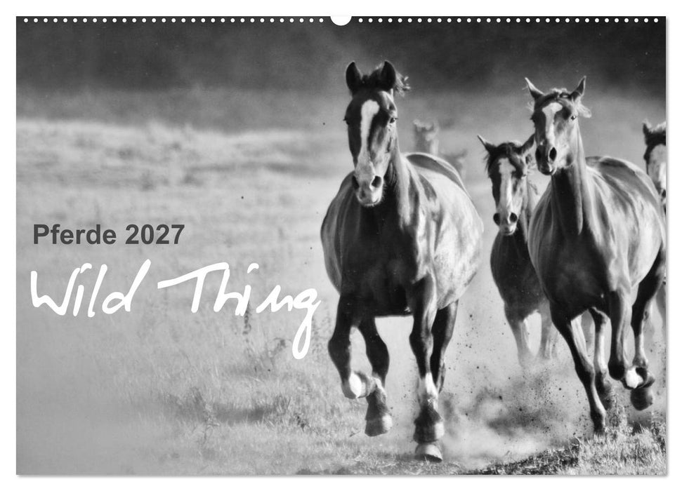 Pferde 2027 Wild Thing (CALVENDO Wandkalender 2027)