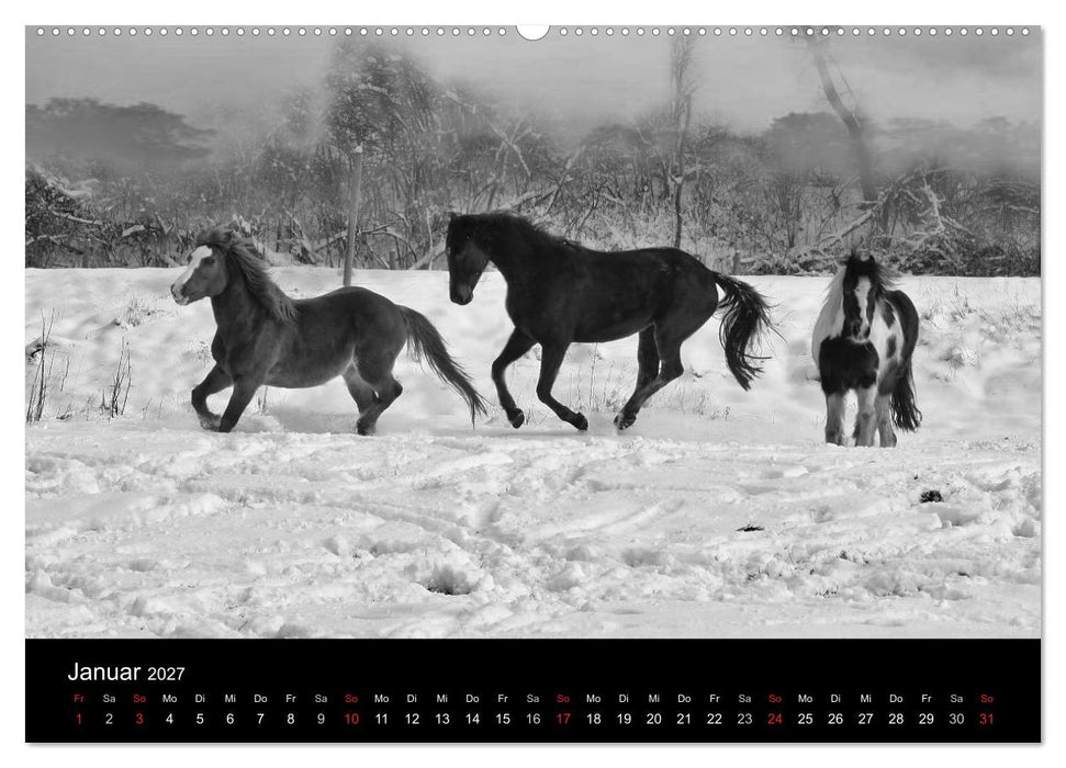 Pferde 2027 Wild Thing (CALVENDO Wandkalender 2027)