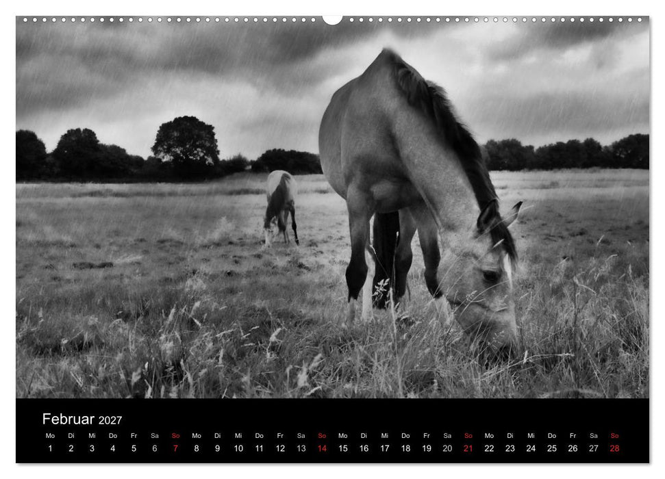 Pferde 2027 Wild Thing (CALVENDO Wandkalender 2027)