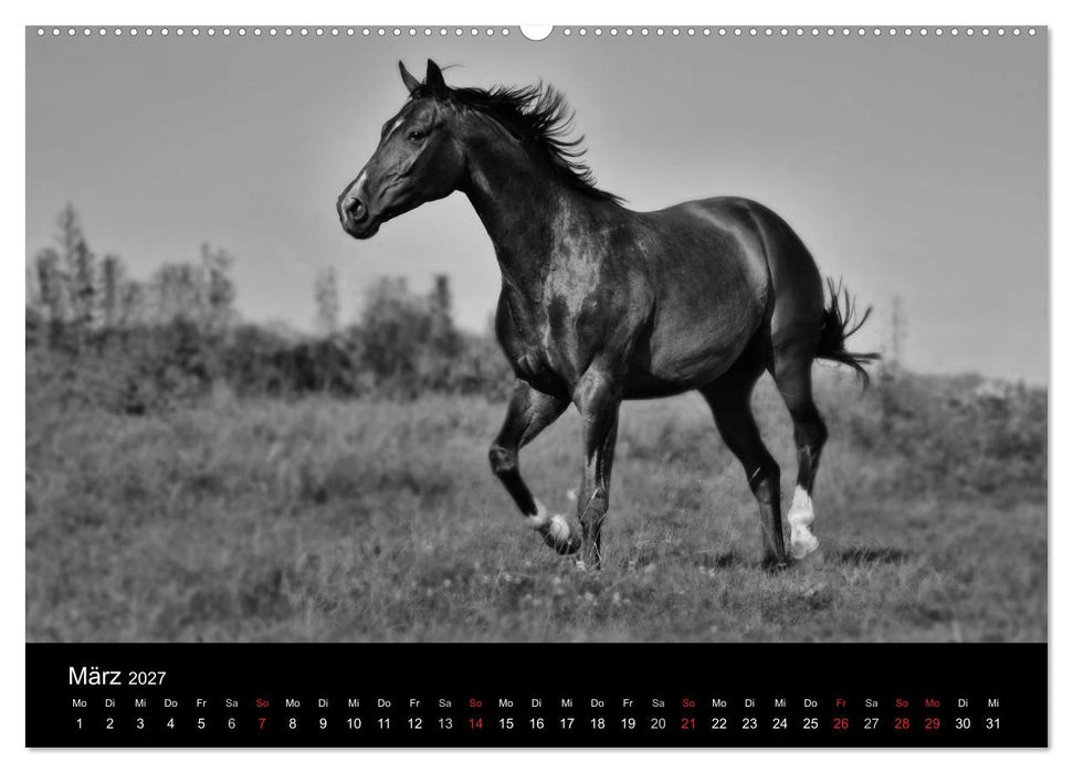 Pferde 2027 Wild Thing (CALVENDO Wandkalender 2027)