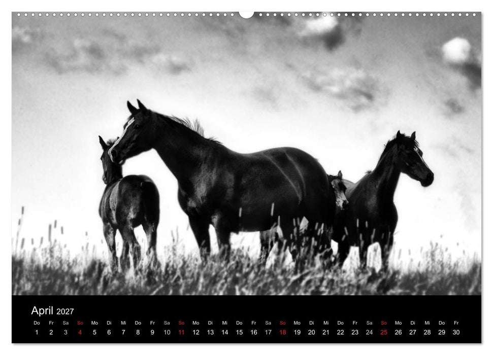 Pferde 2027 Wild Thing (CALVENDO Wandkalender 2027)