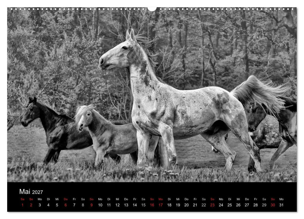 Pferde 2027 Wild Thing (CALVENDO Wandkalender 2027)