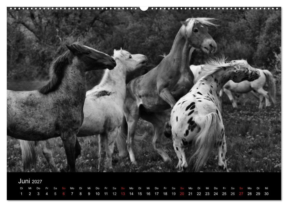Pferde 2027 Wild Thing (CALVENDO Wandkalender 2027)