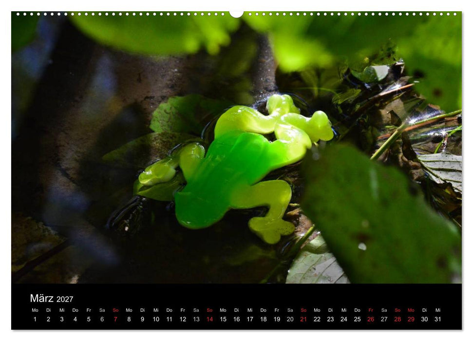 Die Welt der Fruchtgummis (CALVENDO Premium Wandkalender 2027)