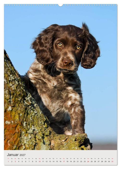 Hundewelpen (CALVENDO Premium Wandkalender 2027)