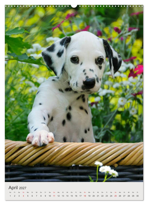 Hundewelpen (CALVENDO Premium Wandkalender 2027)
