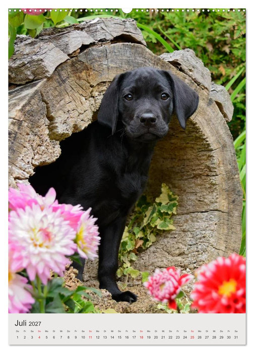 Hundewelpen (CALVENDO Premium Wandkalender 2027)