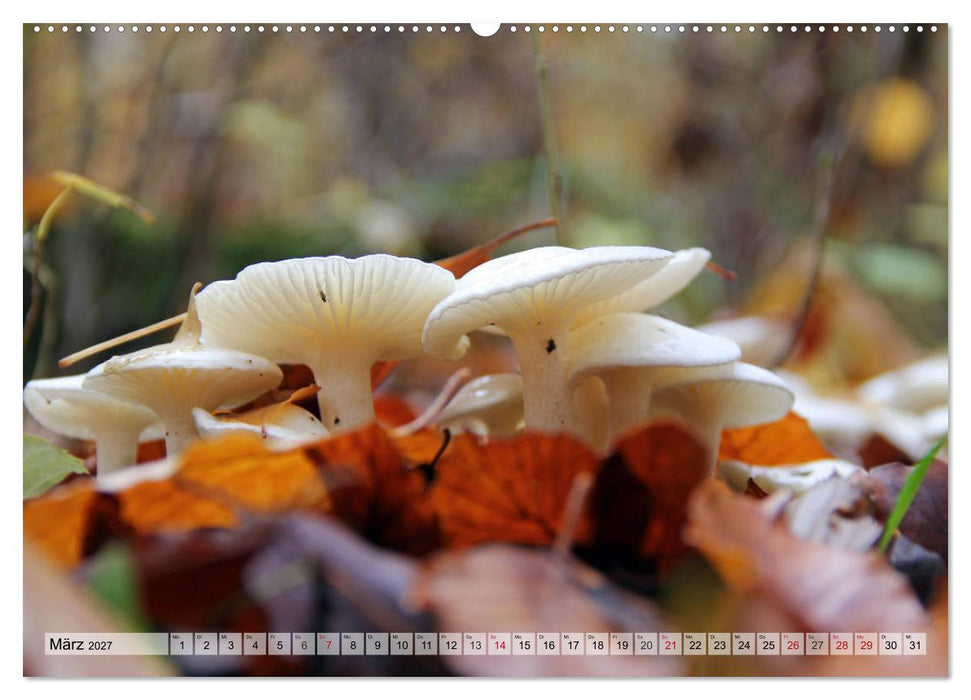 Waldpilz-Impressionen (CALVENDO Wandkalender 2027)