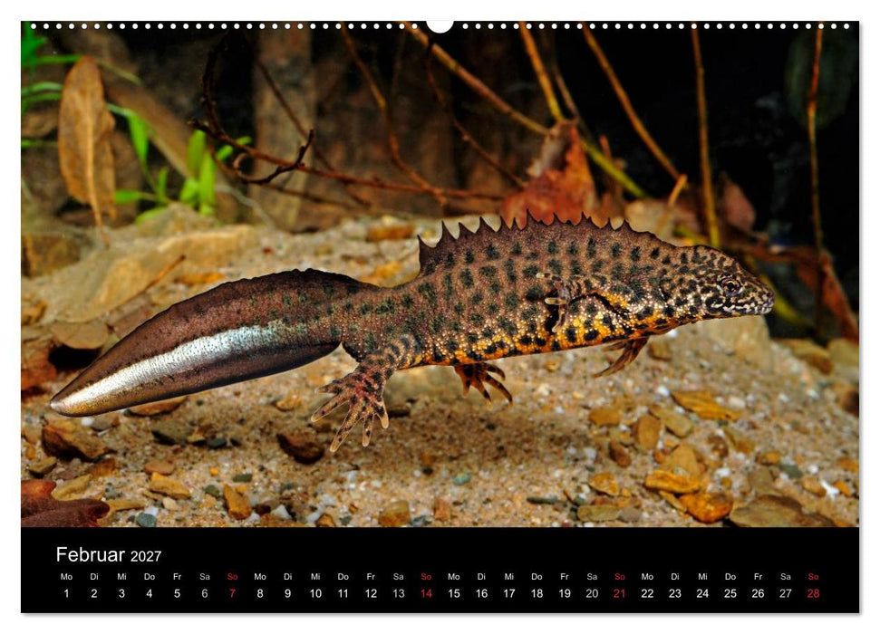 Salamander und Molche (CALVENDO Premium Wandkalender 2027)