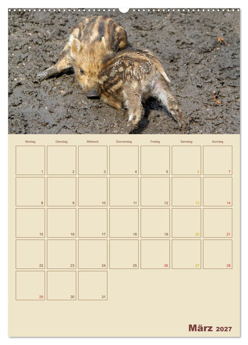 Wildschweine (CALVENDO Wandkalender 2027)