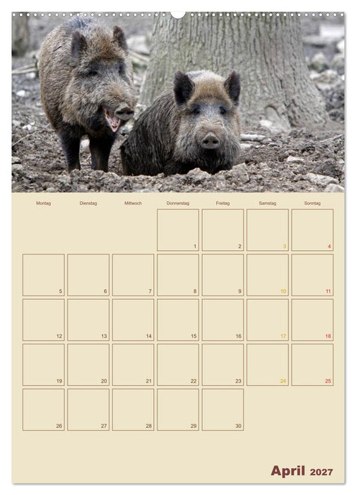 Wildschweine (CALVENDO Wandkalender 2027)