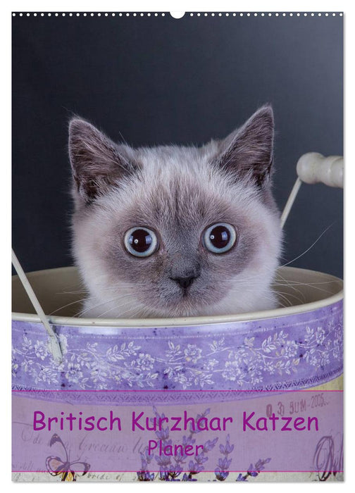 Britisch Kurzhaar Katzen - Planer (CALVENDO Wandkalender 2027)