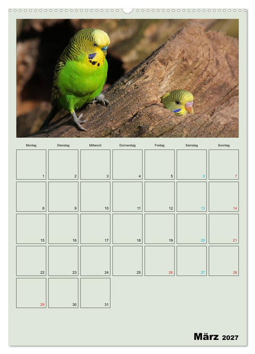 Wellensittiche Terminplaner (CALVENDO Premium Wandkalender 2027)