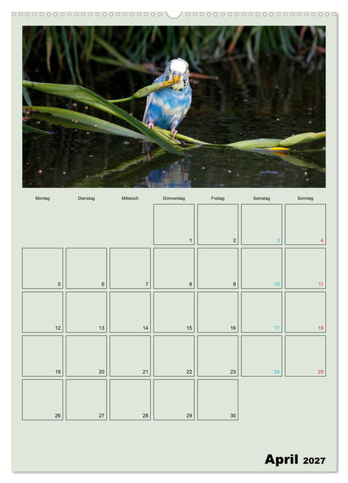 Wellensittiche Terminplaner (CALVENDO Premium Wandkalender 2027)