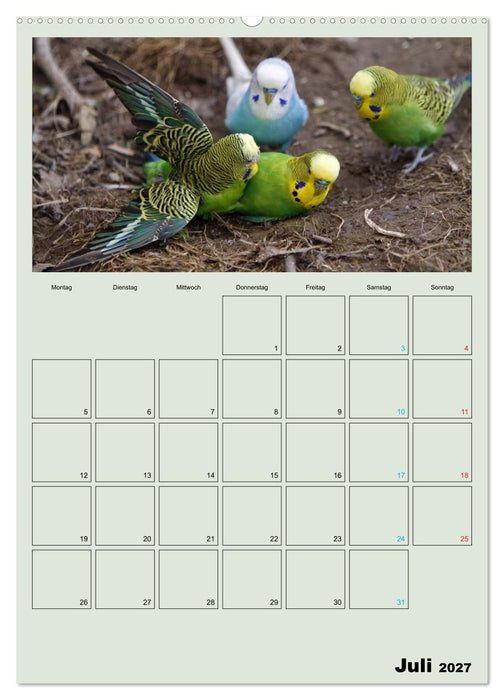 Wellensittiche Terminplaner (CALVENDO Premium Wandkalender 2027)