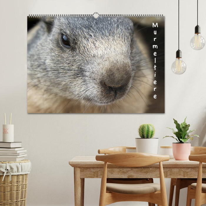 Murmeltiere (CALVENDO Wandkalender 2027)