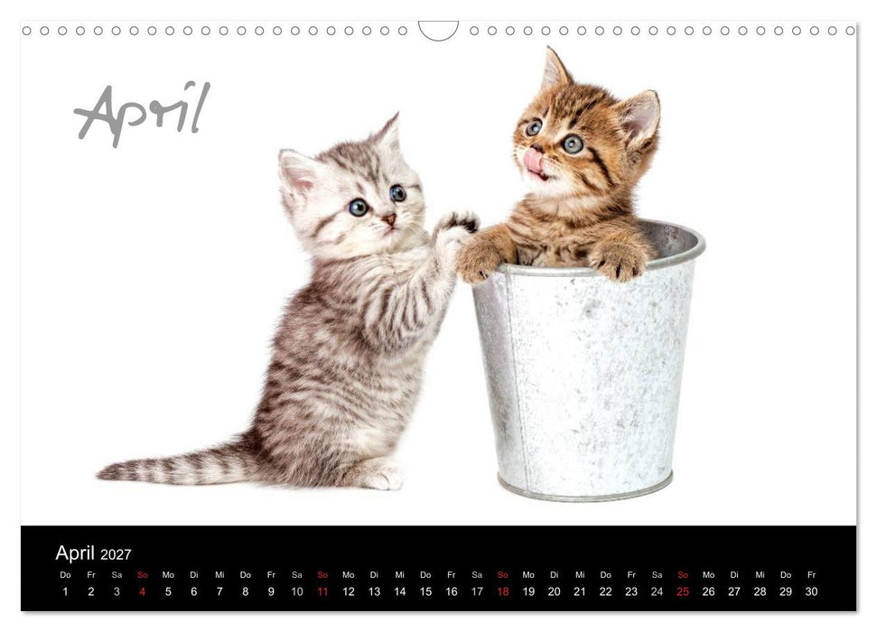 Katzenbabys (CALVENDO Wandkalender 2027)