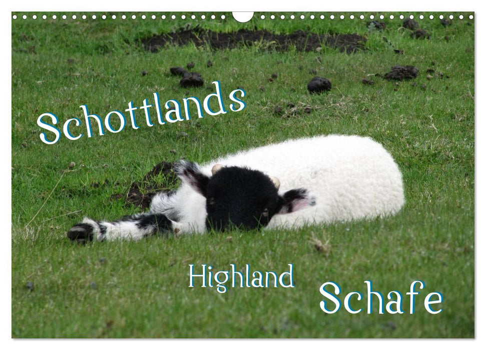 Schottlands Highland Schafe (CALVENDO Wandkalender 2027)