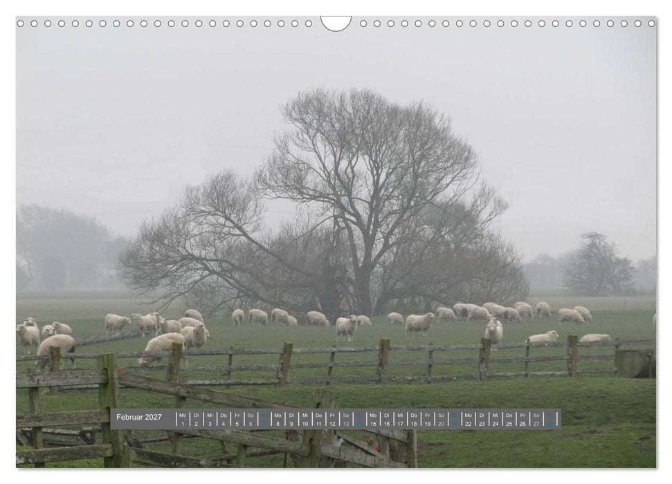 Schottlands Highland Schafe (CALVENDO Wandkalender 2027)