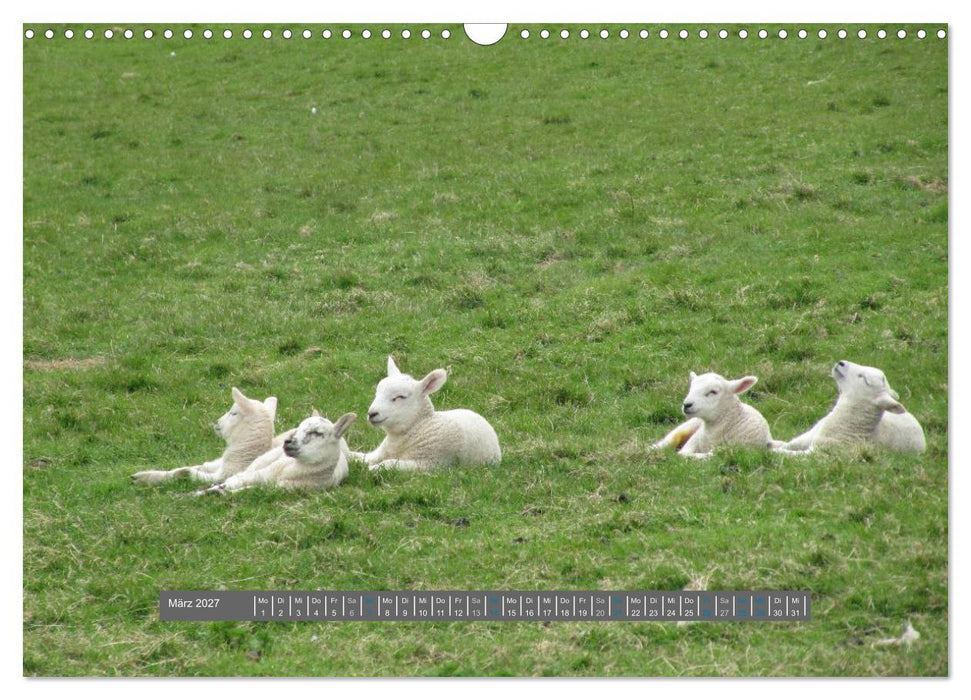 Schottlands Highland Schafe (CALVENDO Wandkalender 2027)