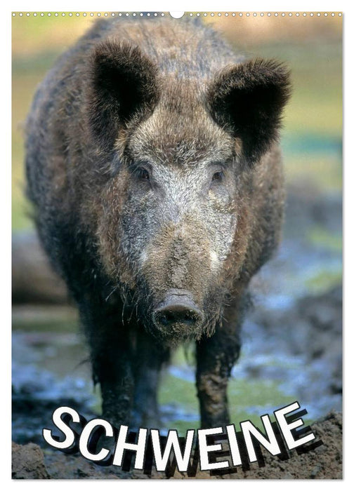 Schweine 2027 (CALVENDO Wandkalender 2027)