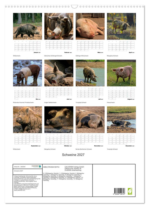 Schweine 2027 (CALVENDO Wandkalender 2027)