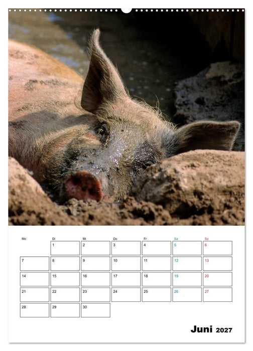 Schweine 2027 (CALVENDO Wandkalender 2027)