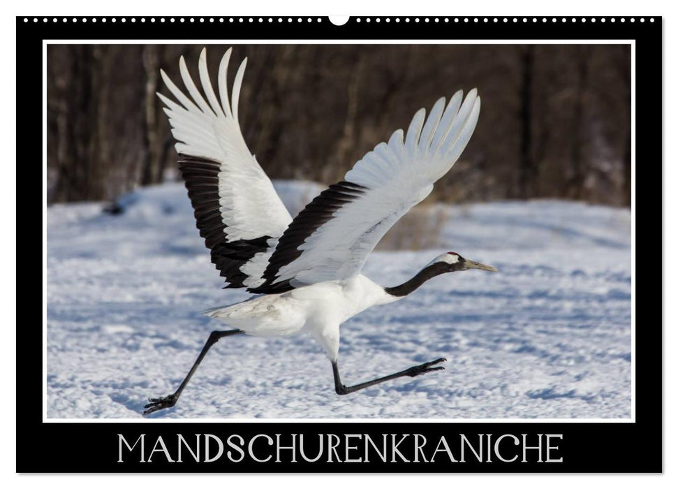Mandschurenkraniche (CALVENDO Wandkalender 2027)