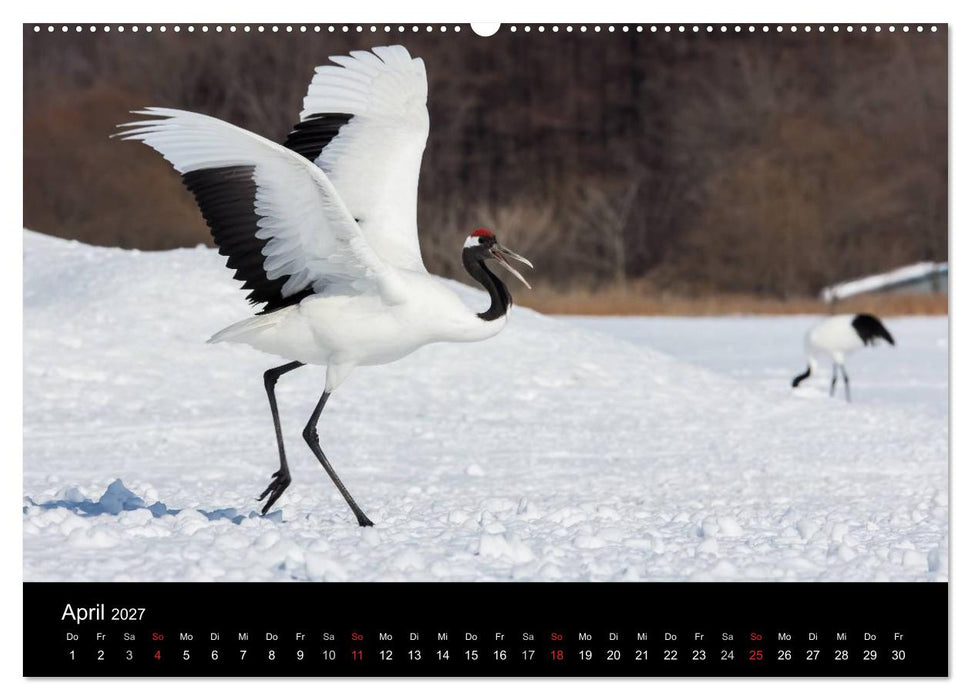 Mandschurenkraniche (CALVENDO Wandkalender 2027)