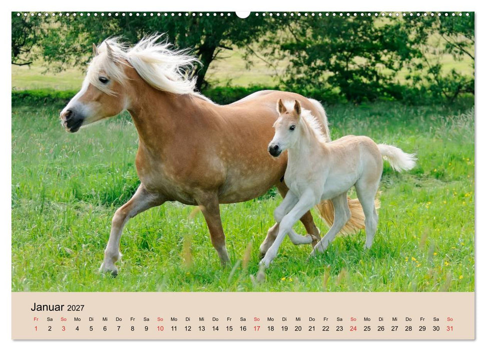 Haflinger Fohlen (CALVENDO Premium Wandkalender 2027)