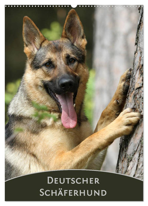 Deutscher Schäferhund (CALVENDO Wandkalender 2027)