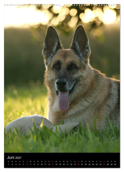 Deutscher Schäferhund (CALVENDO Wandkalender 2027)