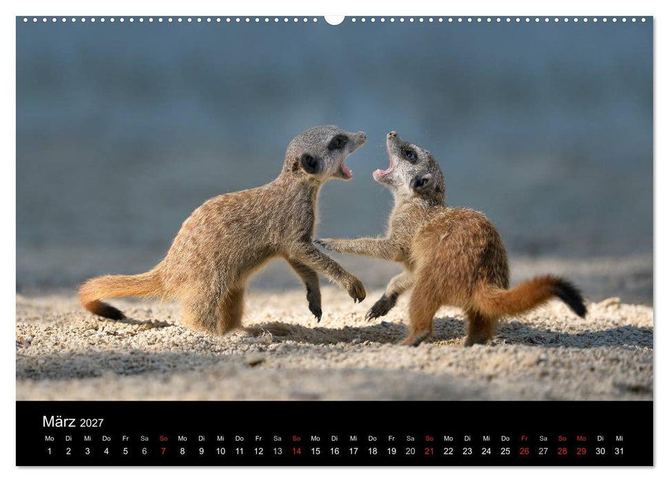Lustige Erdmännchen (CALVENDO Premium Wandkalender 2027)