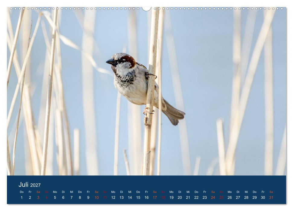 Spatzen-Kalender (CALVENDO Premium Wandkalender 2027)