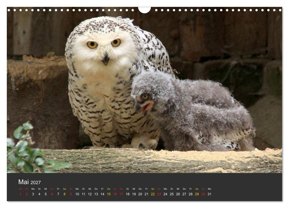 Tierpark-Gera (CALVENDO Wandkalender 2027)