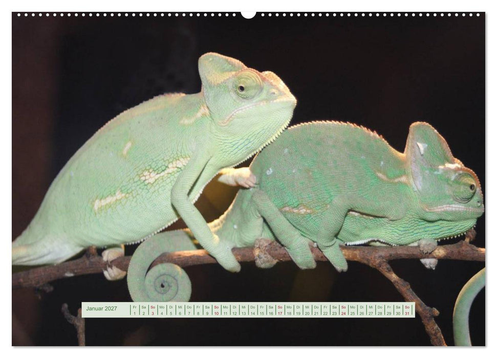 Chamäleons (CALVENDO Premium Wandkalender 2027)