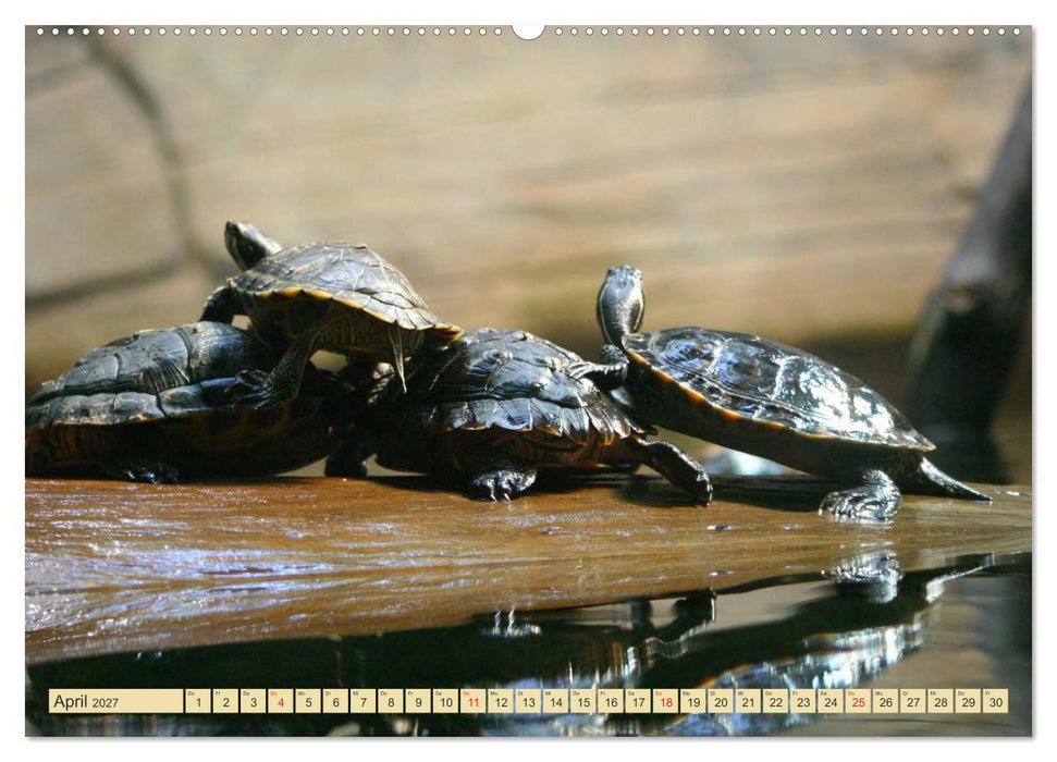 Schildkröten - Gepanzerte Urzeitwesen (CALVENDO Premium Wandkalender 2027)