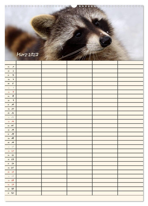 Waschbären Familienplaner (CALVENDO Wandkalender 2027)
