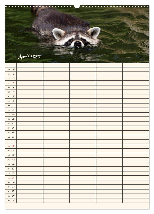 Waschbären Familienplaner (CALVENDO Wandkalender 2027)