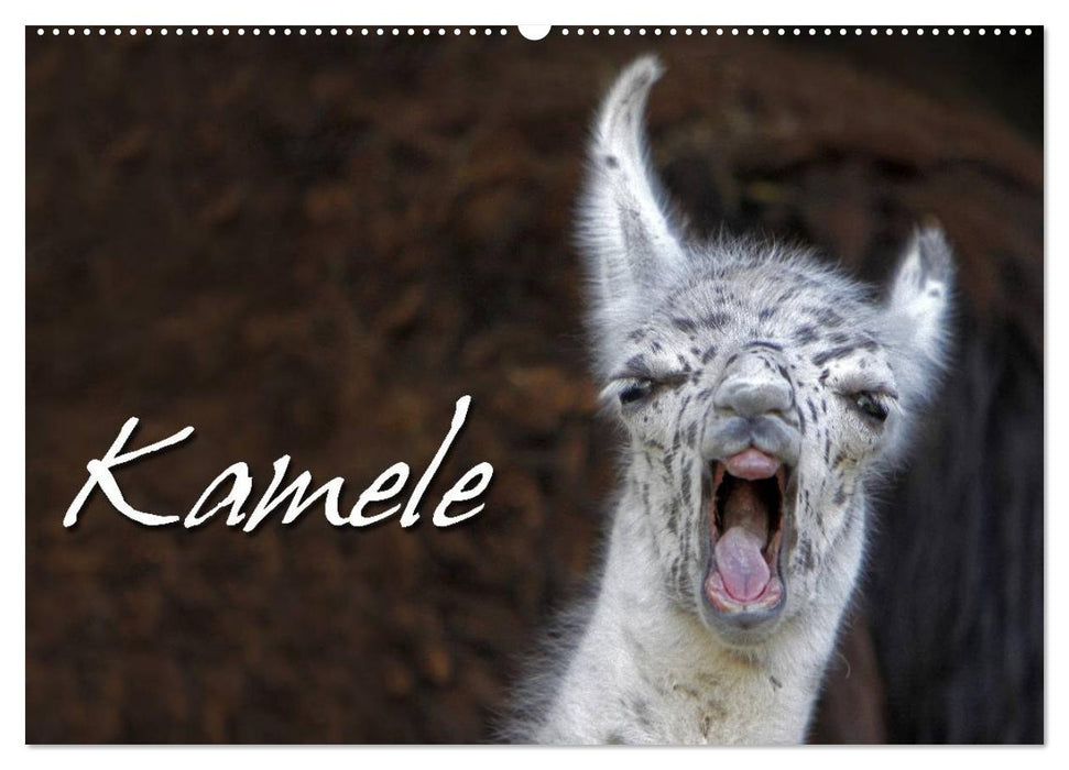 Kamele (CALVENDO Wandkalender 2027)
