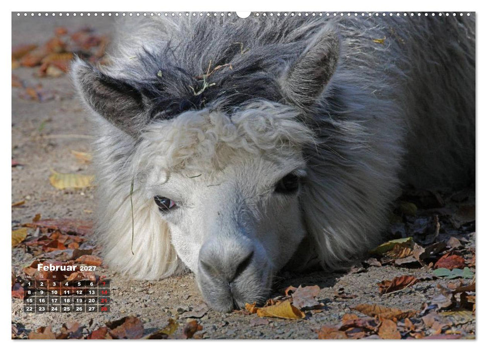 Kamele (CALVENDO Wandkalender 2027)
