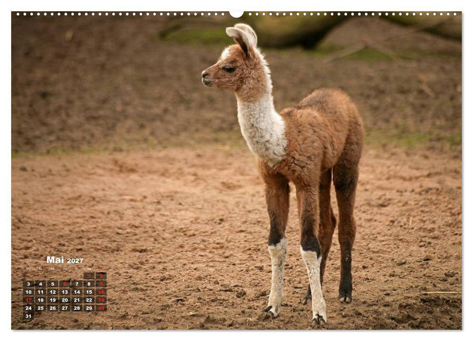 Kamele (CALVENDO Wandkalender 2027)