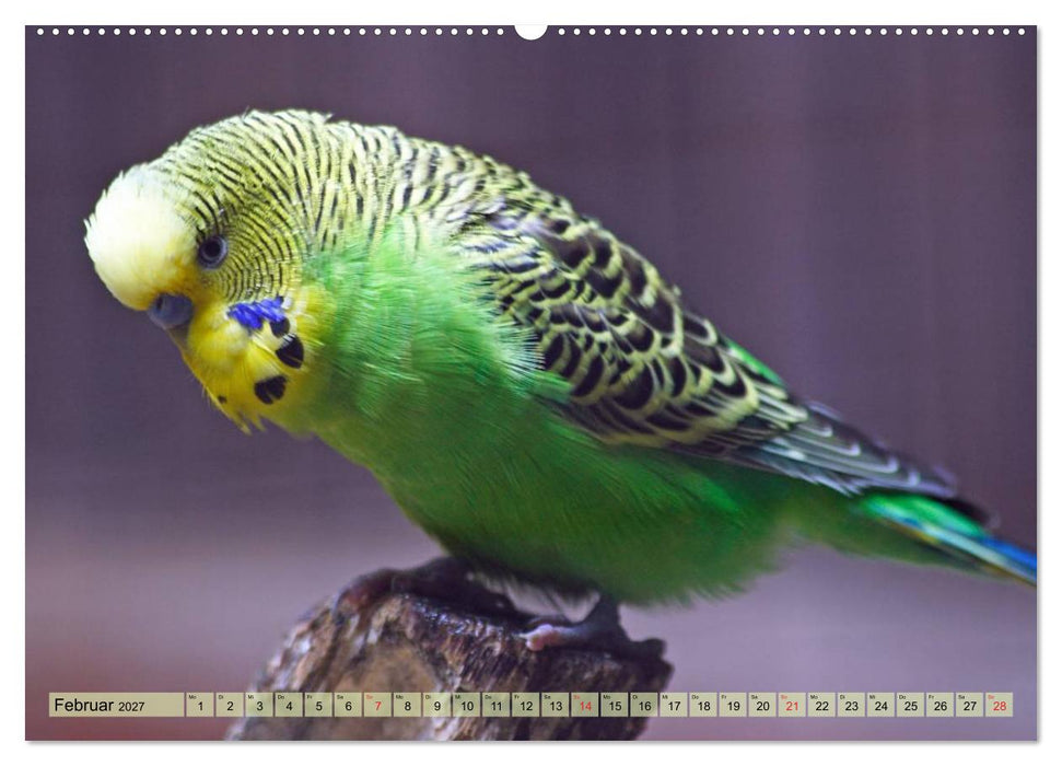 Wellensittiche (CALVENDO Premium Wandkalender 2027)