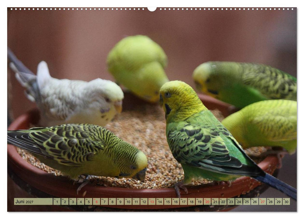 Wellensittiche (CALVENDO Premium Wandkalender 2027)