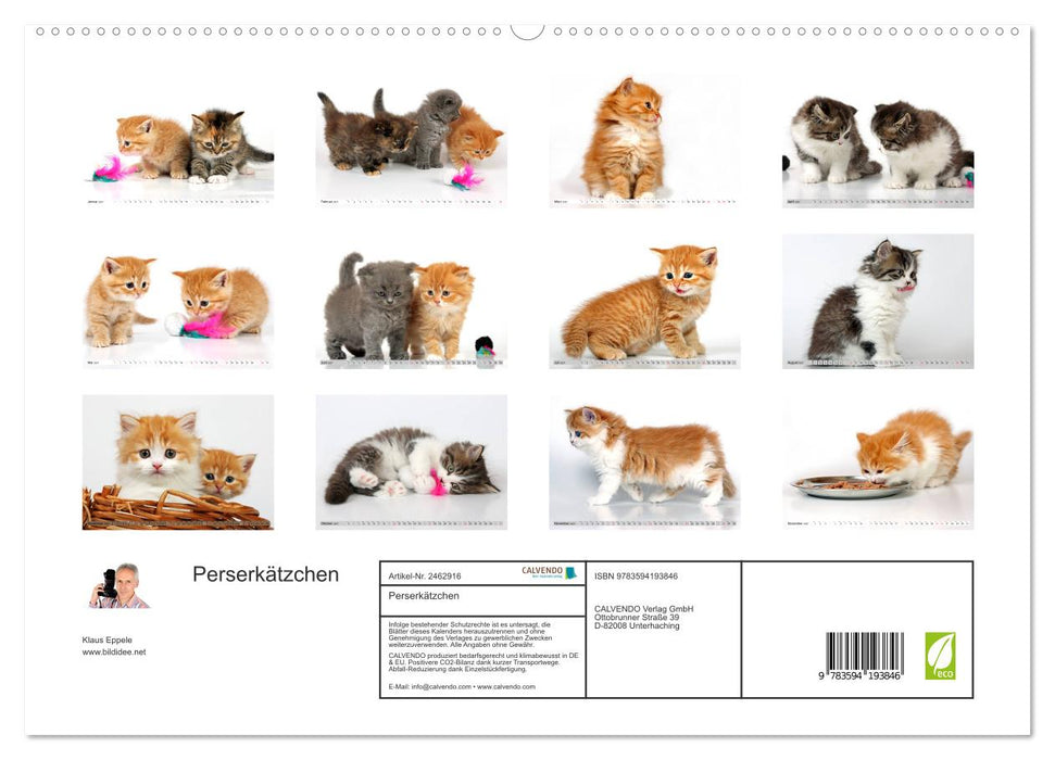 Perserkätzchen (CALVENDO Premium Wandkalender 2027)