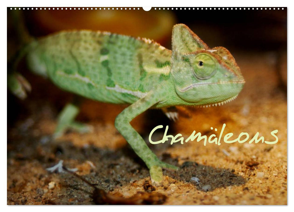 Chamäleons (CALVENDO Wandkalender 2027)