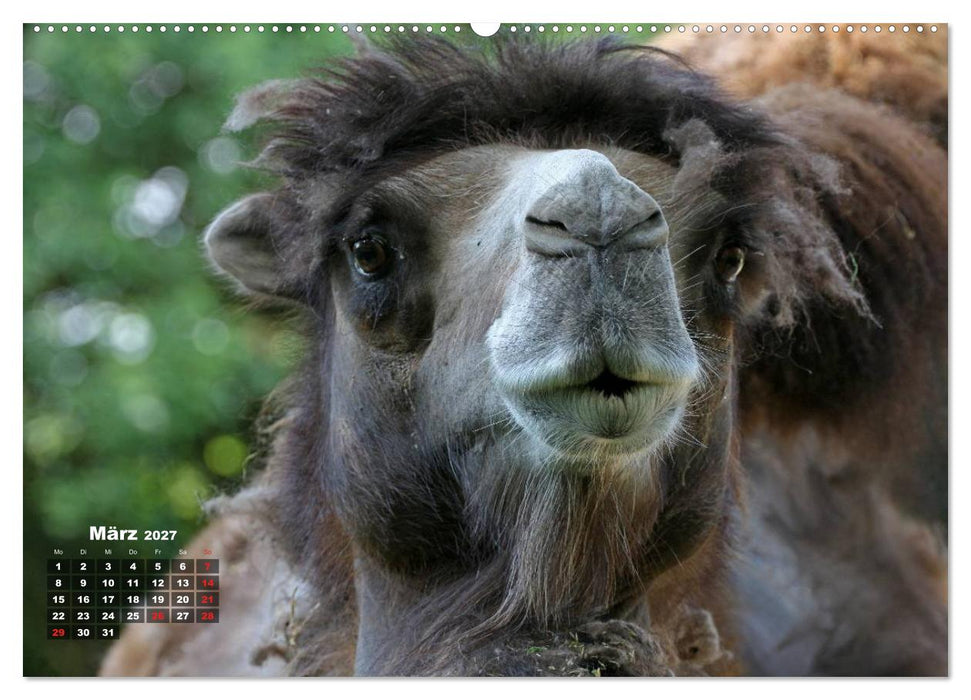 Kamele (CALVENDO Premium Wandkalender 2027)