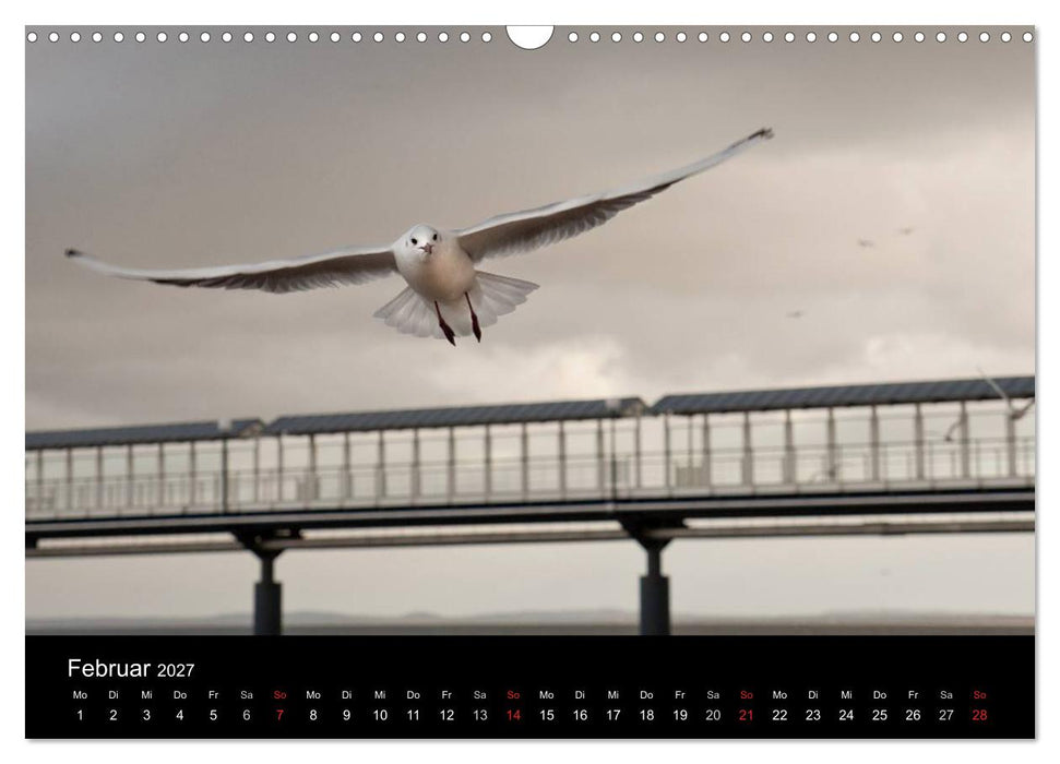 Usedom 2027 Rendezvous zwischen Ahlbeck und Heringsdorf (CALVENDO Wandkalender 2027)