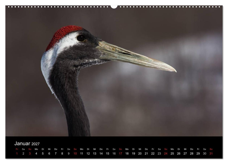 Mandschurenkraniche (CALVENDO Premium Wandkalender 2027)